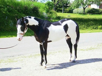 Paint horse
