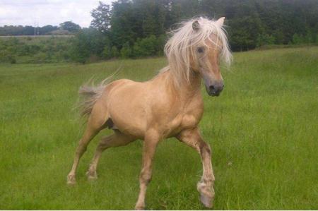 Palomino