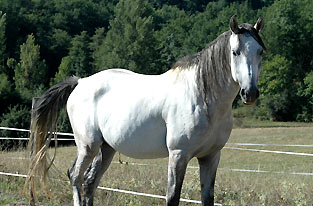 Shagya