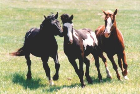 Nokota ou mustang