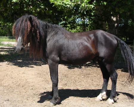 American Bashkir Curly