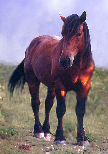 Auvergne