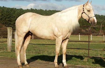 Quarter Horse