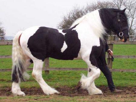 Tinker Irish Cob