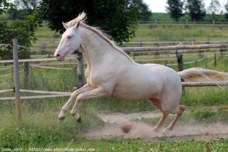 Lipizzan