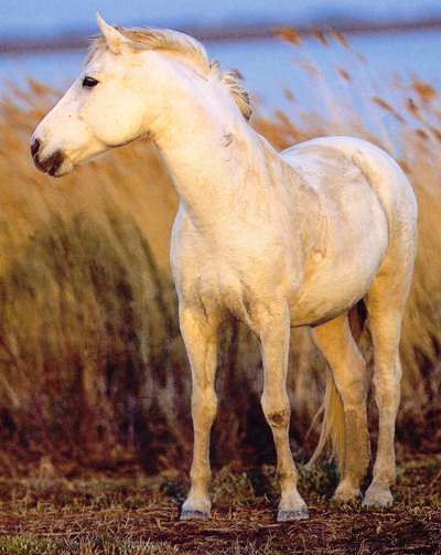 Camarguais