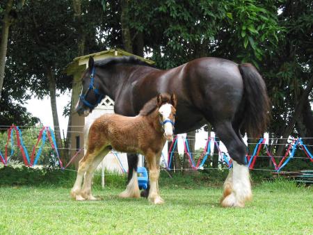 Clydesdale