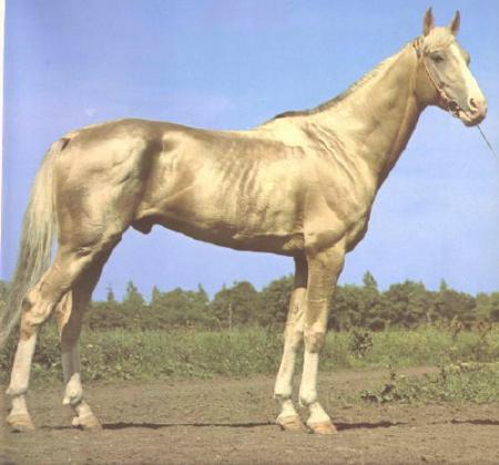 Akhal-Teke