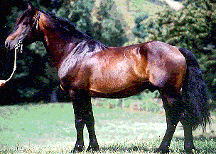 Castillonnais