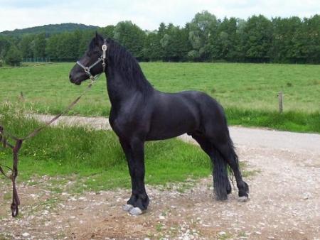 Frison