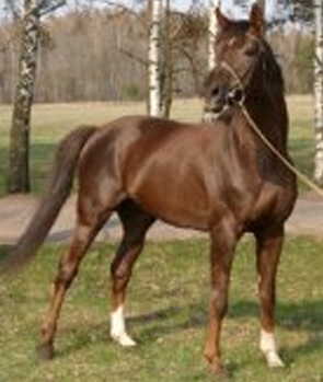 Trakehner