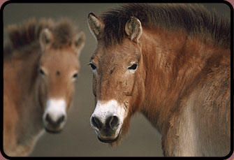 Przewalski