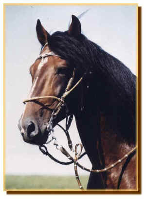Paso péruvien