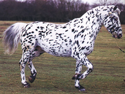 Knabstrup