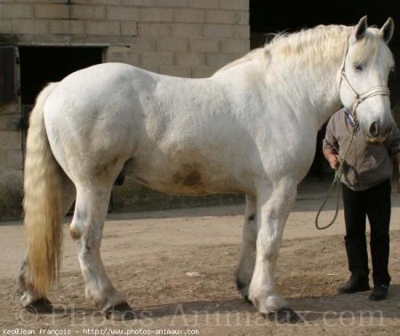 Percheron